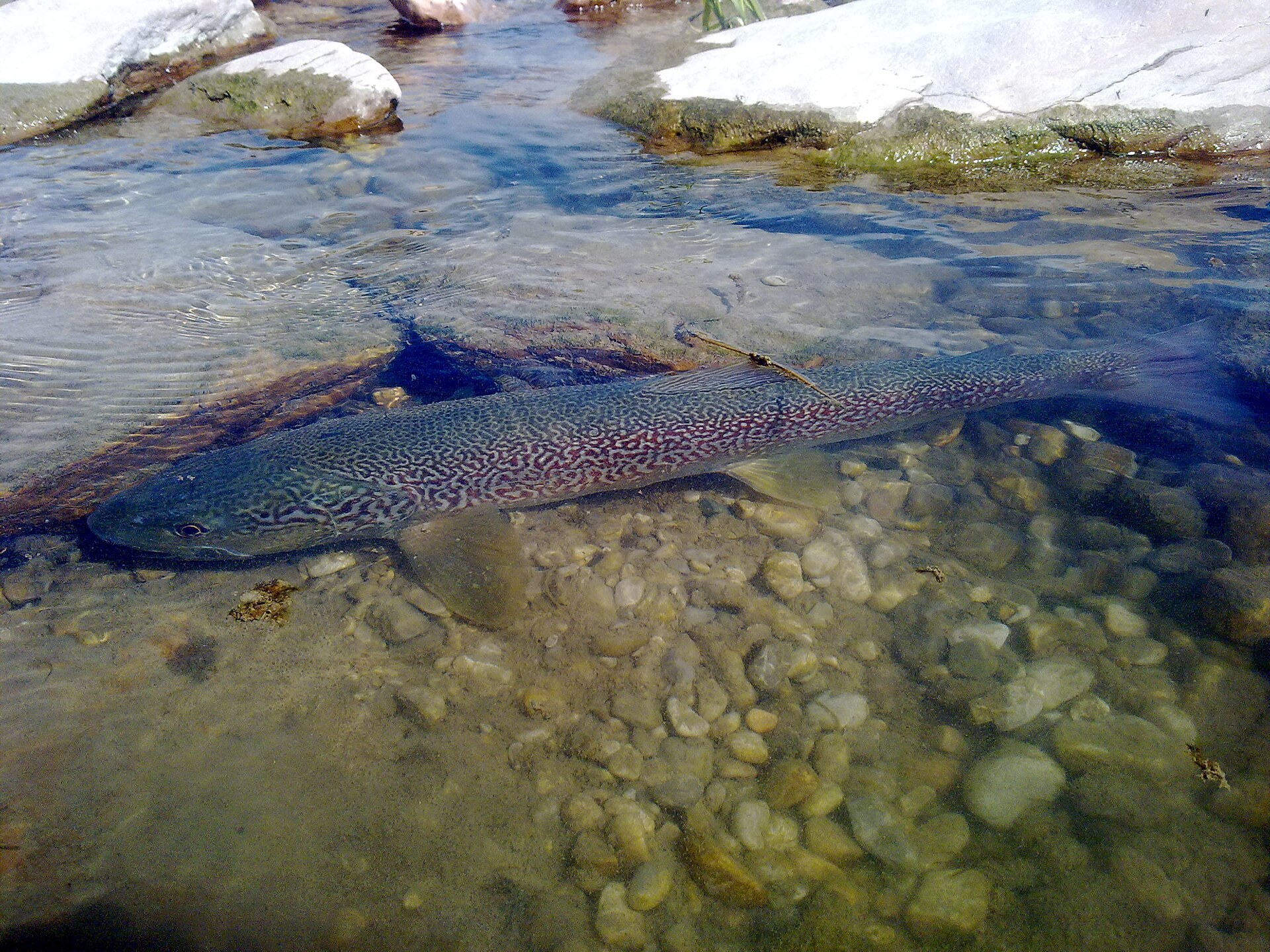 Die Soča-Forelle, Bovec