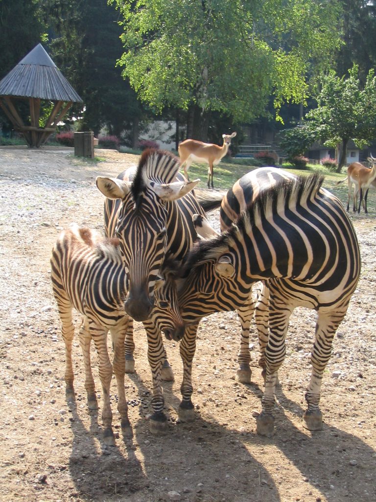ZOO