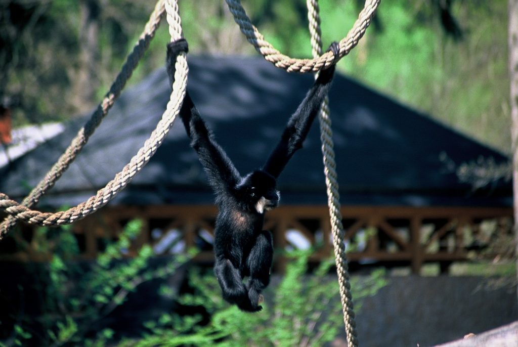 ZOO