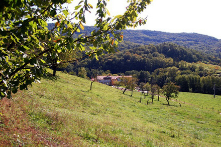Kmetija Sorta Štanjel